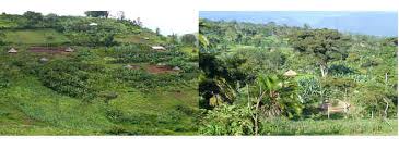 Image result for Vernonia ischnophylla