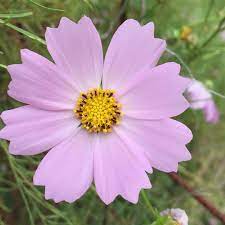 Pin On Flowers