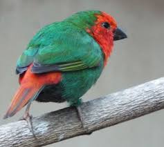 View Image Red Throated Parrot Finch Parrot Finch Passerine Bird