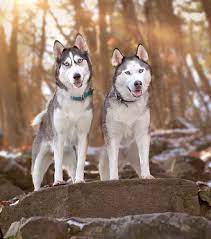 Seppala Siberian Sleddog Puppies For Sale Georgetown Tx Puppies For Sale Puppies Husky Puppies For Sale