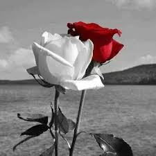 Fotos De Amor Bonitas Sin Frases Buscar Con Google Fotos De Amor Flores Fotos