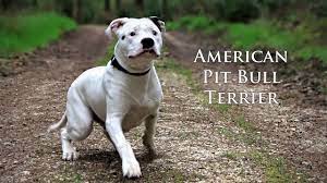 Check spelling or type a new query. Young White Pit Bull Terrier Going For A Walk Gassie Gehen Mit Jungem Weissen Pitbull Terrier Youtube