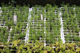 La formation en botanique, en france et dans les pays francophones, est insuffisante face à la demande tant des amateurs que des professionnels. Realiser Les Operations Liees A La Production De Jeunes Plants Maraichers