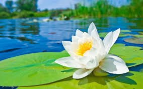 National Flower Of Bangladesh White Water Lily Jpg 2880 1800 Water Lily Hd Flower Wallpaper Lotus Flower Meaning