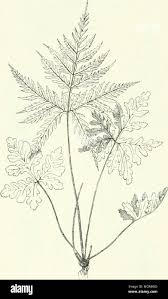 Image result for Doryopteris concolor