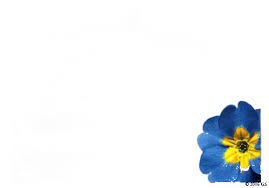 Image result for Desogen