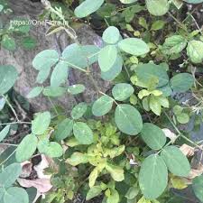 Image result for Desmodium scorpiurus