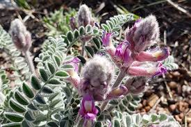 It is native to java and is also called purple velvet plant. Pink Purple And Blue Wildflower Guide Petrified Forest National Park U S National Park Service