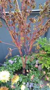I've provided an overview of thirteen common ailments that frequently affect maple trees. Coral Bark Maple Tree Dying