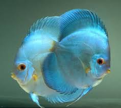 Bulldog Blue Diamond Tropical Fish Aquarium Salt Water Fish Tropical Fish
