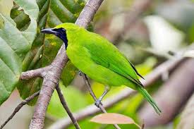 Burung cenderawasih biru merupakan burung langka yang berasal dari tanah papua. Harga Cucak Ijo Mini Terbaru September 2020 Terlengkap