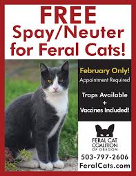 There are many kitten themed games as these characters are so lovable. Spay Neuter Special Feral Cat Coalition Of Oregon