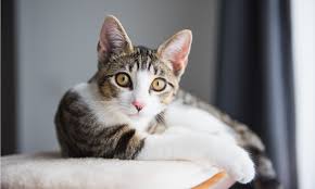 Image result for adorable cat