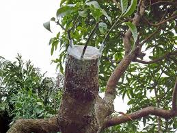 Mereka duduk berteduh di bawah pokok yang besar. Pokok Dah Tua Dan Tak Berbuah Cuba Buat Macam Ni Impiana