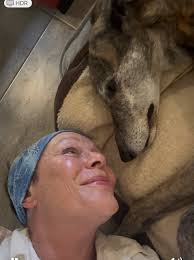 Supporting greyhound rescue after losing pet