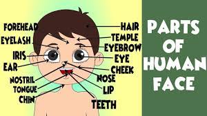 Learning parts of the face for kids in english. All Parts Of The Face In English Human Face Parts Names Human Head Vocabulary Youtube