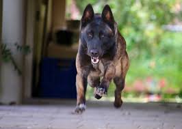 Epingle Par Kerem Avcan Sur Malinois Berger Belge Malinois Chien