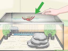 How To Take Care Of Crayfish 11 Steps With Pictures Wikihow Pet