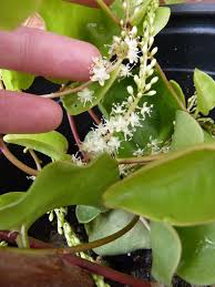 Image result for Cynanchum obtusifolium