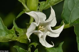 Image result for durman obecný květ