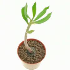 Image result for Monadenium discoideum