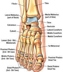 Sobat secangkir terapi, tulang di sepanjang jari kaki dan telapak kaki manusia terdiri dari 27 tulang dan dibagi menjadi 5 area yaitu : Anatomi Tulang Telapak Kaki Manusia Anatomi Tutorial