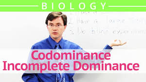 42 explain codominance and pleiotropy. Codominance Incomplete Dominance Biology Video By Brightstorm