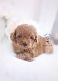 A lot of people are sending money and they never recieve their puppy. Red Toy Poodle Puppies Teacup Puppies Boutique