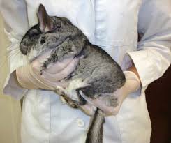 Please contact me if interested. Biology And Diseases Of Chinchillas Sciencedirect