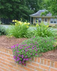 We have a 500 sq/ft area in the back yard that can't take grass, too much shade. Baby Sun Rose Ground Cover Ground Cover Roses Ground Cover Ground Cover Plants
