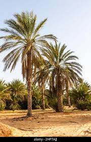 Plantage der Dattelpalme. Dattelbäume (Phoenix) in einer Oase in der Nähe  von Ksar Ghilane, Sahara, Tunesien, Nordafrika Stockfotografie - Alamy