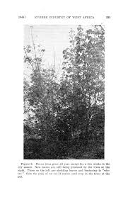 Image result for Clitandra cymulosa