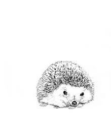 Hedgehog Illustration Hedgehog Art Hedgehog Print Hedgehog Drawing Hedgehog Decor Hedgie In Black And White Arte Animale Disegno Animale Illustrazioni