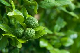 Give your kaffir lime a spot with good air circulation, but avoid drafts from heating and cooling vents. Lime Kaffir Fruit Trees