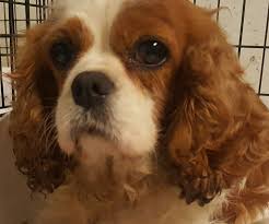 Find out everything you need to know about buying cavalier king charles spaniel the cavalier king charles spaniel is comfortable in small spaces, loving in nature, and forever loyal to their humans. Cavalier King Charles Spaniel Dog For Adoption In Morgantown Wv Pa Adn 683094 On Puppyfi Cavalier King Charles Cavalier King Charles Dog King Charles Spaniel