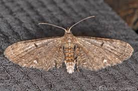 Image result for Eupithecia tenuiata