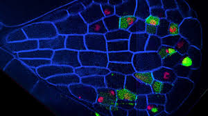 Maybe you would like to learn more about one of these? Microscopy Intro To Microscopes How They Work Article Khan Academy