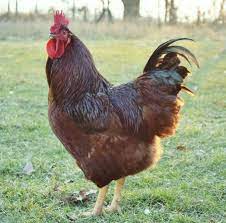 At full maturity these chickens can weigh up to about 8.6 lb (3.9 kg) for roosters and 6.6 lb (3 kg) for hens. Rhode Island Red Baby Chicken Chicks For Sale Cackle Hatchery Rhode Island Red Chickens Rhode Island Red Best Egg Laying Chickens