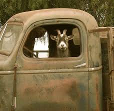 Funny Goat Phototruck Driver Goatfarm Animals Picscountry Etsy Goats Funny Im Going Crazy Animals