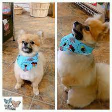 Uncover why bubbles pet spa is the best company for you. Bubbles Pet Spa Malad Pets Center