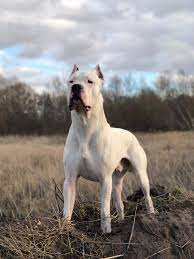 Hannibal 19 Months From Germany Dogo Argentino Dogoargentino Dog Argentino Dog Breeds Dogs