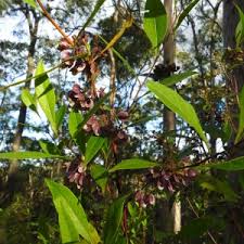 Image result for Distephanus divaricatus