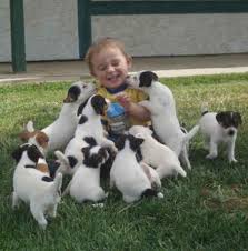 jack russell terrier puppies jack russell terrier puppies jack russell jack russell terrier