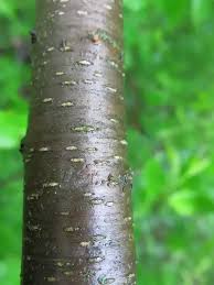 Education, science, biology dark vector. What Is A Lenticel Quora