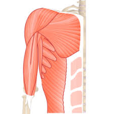 Muscular System Human Anatomy Getbodysmart