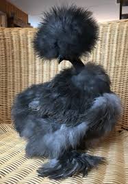 Bird With No Feathers On Head Showgirl Silkie Chickens Shelkovye Kury Eric Lenotre Brahma Chickens Beautiful Chickens Funny Birds Silkie Chickens