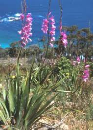 Image result for Watsonia