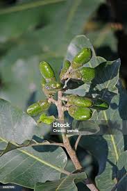 Image result for Anacardium