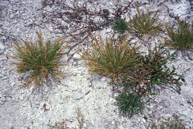 Image result for Eragrostis schweinfurthii