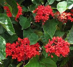 Image result for Clerodendrum splendens